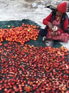The Beauty of Tomatoes